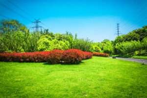 Lawn Care Services